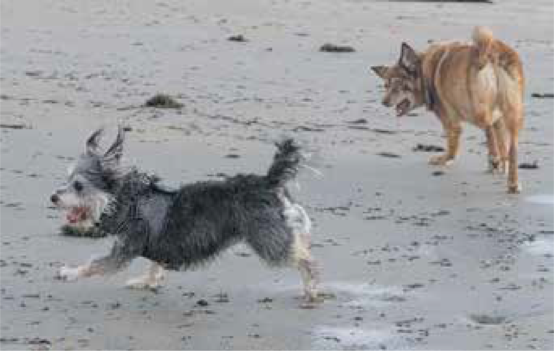 Western Echo Wendy, the Wynyard dog who writes the monthly column