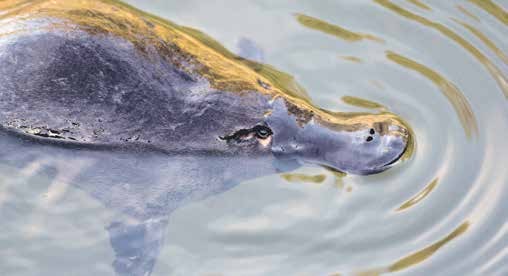 A platypus swimming at the surface of a river in north-west Tasmania.